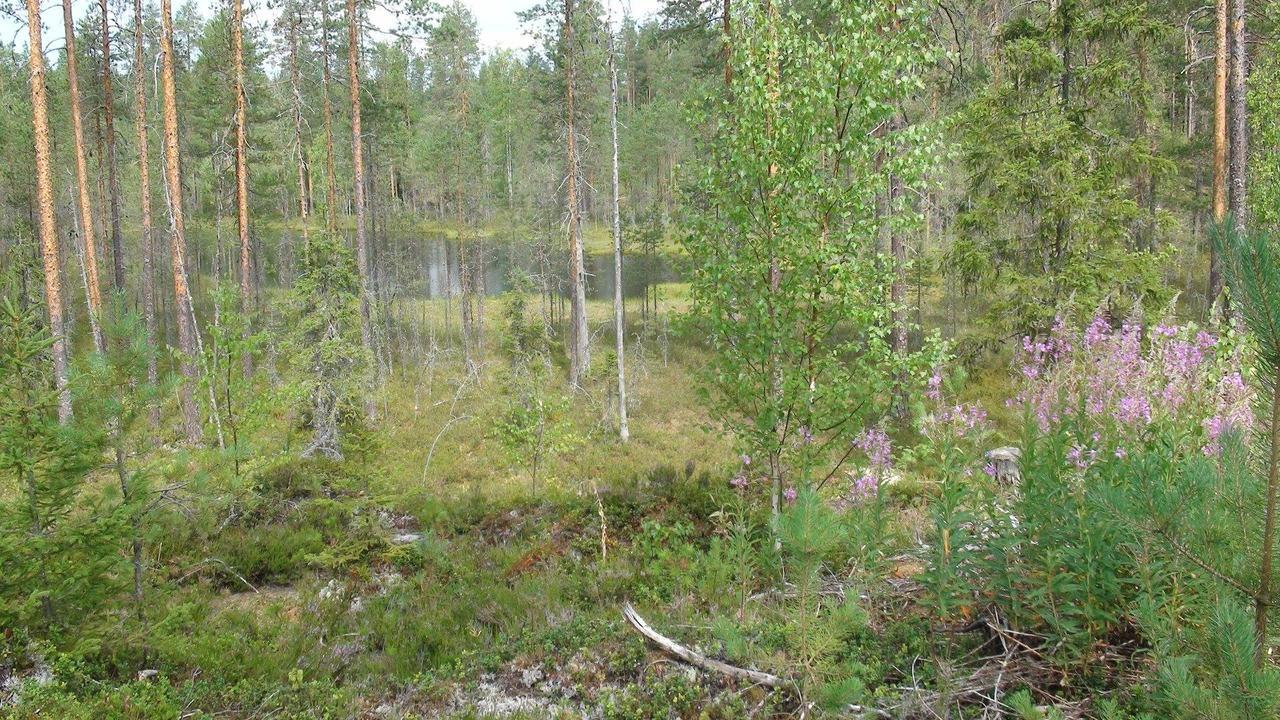 Kerimaa Golf Chalet Close To Savonlinna Kerimäki Eksteriør bilde